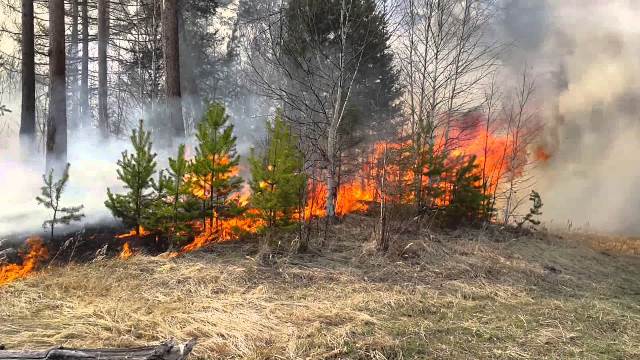Пожар в Шамахе перекинулся на лесополосу